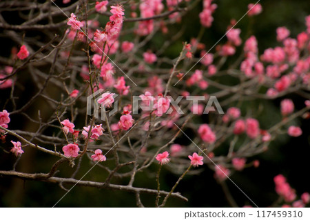Plum blossoms ① 117459310