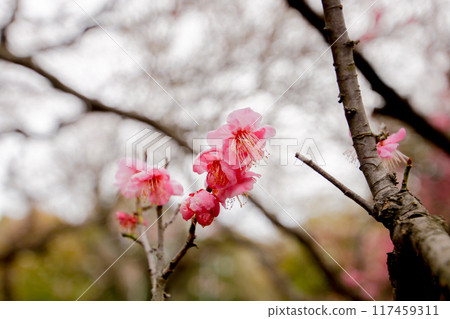 Unopened red plum blossom 117459311