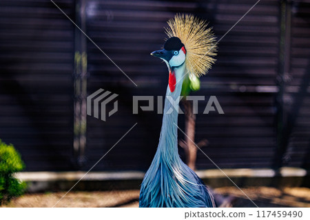 The beautiful sight of the Grey Crowned Crane 117459490