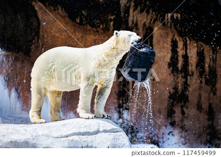 Polar bears 117459499