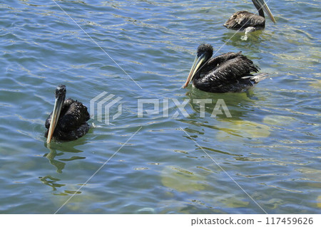 Birds on the harbour of Coquimbo Chile 117459626