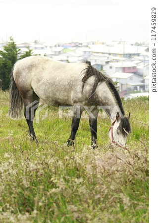 Horses on Island of Chiloe Chile Horses on Island of Chiloe Chile 117459829