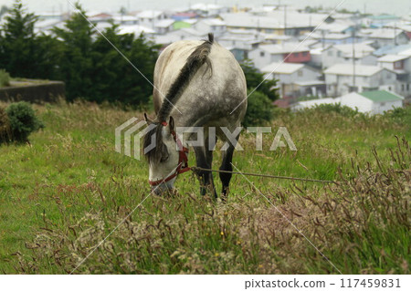 Horses on Island of Chiloe Chile 117459831