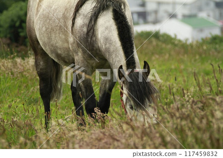 Horses on Island of Chiloe Chile Horses on Island of Chiloe Chile 117459832