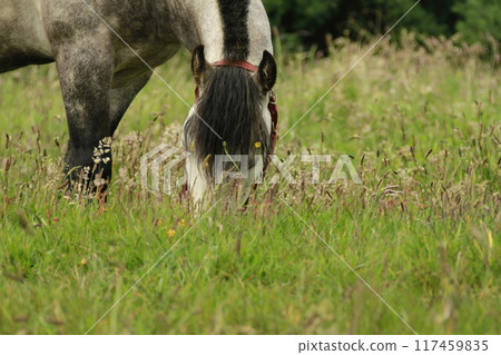 Horses on Island of Chiloe Chile Horses on Island of Chiloe Chile 117459835