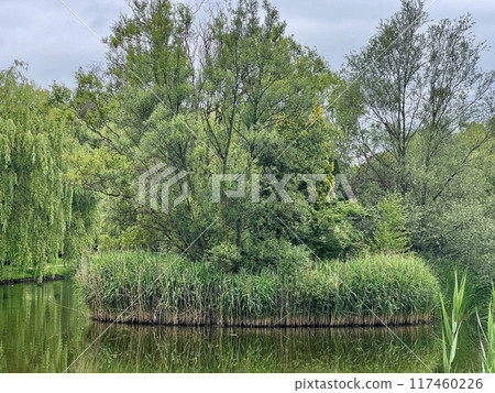 Landscape with a pond and a bridge over it in the countryside.Willow trees on the shore of the lake in the city park 117460226