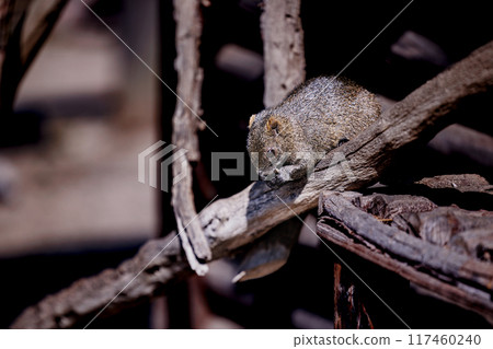 Squirrel on a tree branch Squirrel on a tree branch 117460240