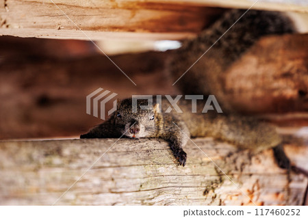 Squirrel resting on a tree 117460252