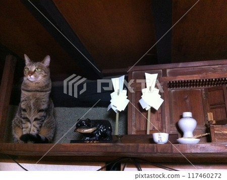 Cat God: The Shinto altar and the haughty cat (Fukaya City, Saitama Prefecture) Cat God: The Shinto altar and the haughty cat (Fukaya City, Saitama Prefecture) 117460272