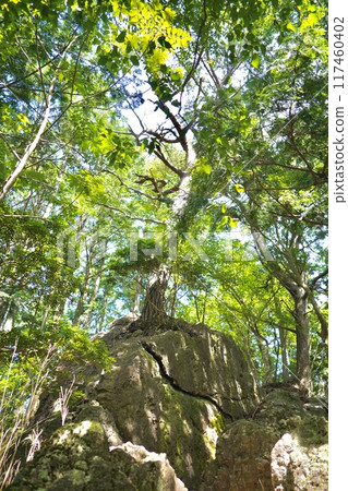 被美麗的新鮮綠色植物包圍的大岩石① 被美麗的新鮮綠色植物包圍的大岩石① 117460402