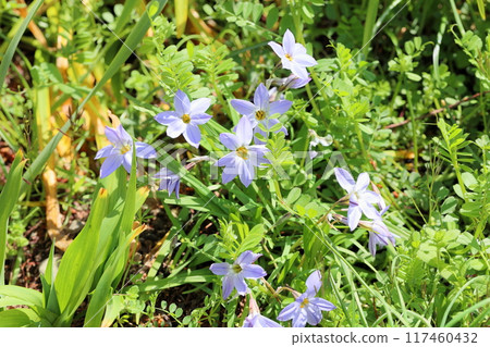 Hana flower flower 117460432