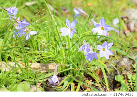 Hana flower flower Hana flower flower 117460435