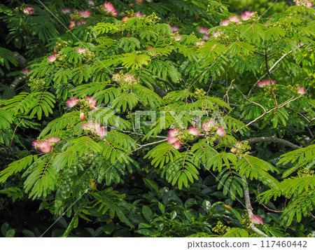 盛開的絲綢樹 盛開的絲綢樹 117460442