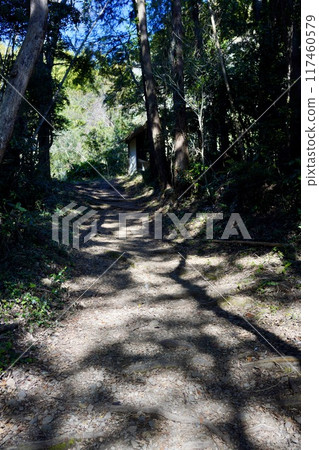 陽光穿過樹林的小路 117460579