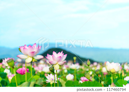 Lotus flowers blooming in the lotus pond at the site of Fujiwara-kyo and Mount Unebi towering in the background 117460794