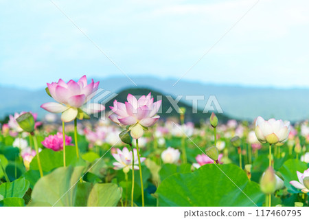 Lotus flowers blooming in the lotus pond at the site of Fujiwara-kyo and Mount Unebi towering in the background 117460795