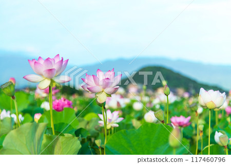 Lotus flowers blooming in the lotus pond at the site of Fujiwara-kyo and Mount Unebi towering in the background 117460796