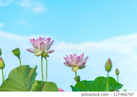 Lotus flowers blooming at the ruins of Fujiwara-kyo against the blue sky of a midsummer early morning 117460797