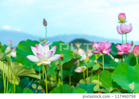 藤原峽遺址荷花池中盛開的蓮花和背景中拔地而起的鰻魚山 117460798
