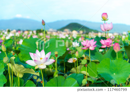 藤原峽遺址荷花池中盛開的蓮花和背景中拔地而起的鰻魚山 藤原峽遺址荷花池中盛開的蓮花和背景中拔地而起的鰻魚山 117460799