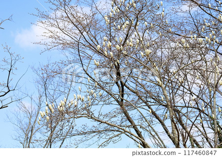 白玉蘭花開始綻放 白玉蘭花開始綻放 117460847