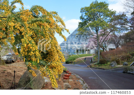 Silver acacia flowers in full bloom Silver acacia flowers in full bloom 117460853