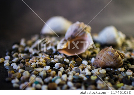 Black Sea rapan shells on pebbles Black Sea rapan shells on pebbles 117461028