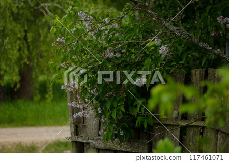 Lilac on a dilapidated fence Lilac on a dilapidated fence 117461071