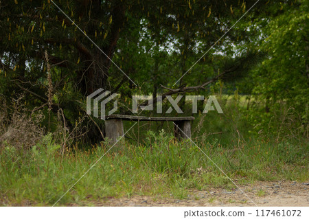 An old bench under a pine tree 117461072