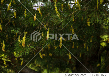Pine flowers blooming in spring, outdoors in the forest. 117461077
