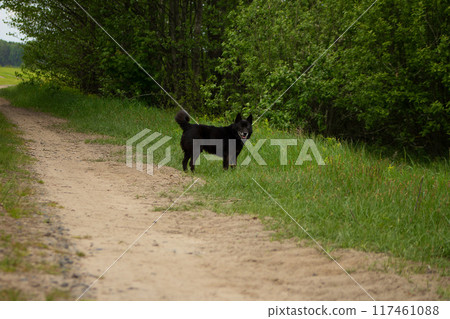 Sand road through the forest to the field Sand road through the forest to the field 117461088