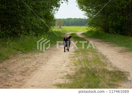 Sand road through the forest to the field 117461089