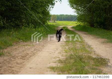 Sand road through the forest to the field Sand road through the forest to the field 117461090