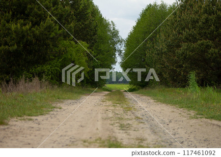 Sand trail to the field through the forest 117461092