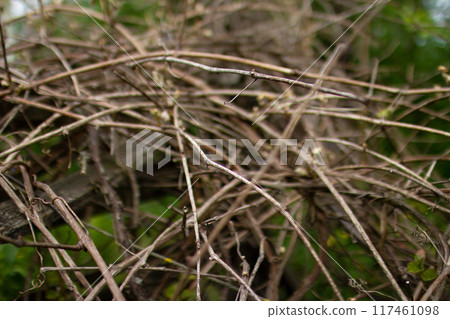 Weaving vine of grapes on an abandoned fence 117461098