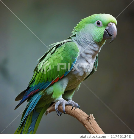 Green parrot on a gray background 117461248