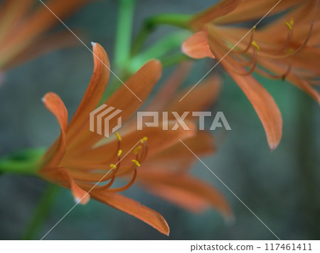 Orange fox razor blooming in August 117461411