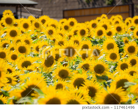 Sunflower field at Manganji Sunflower field at Manganji 117461496