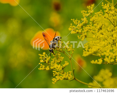 Common ground wasp, an insect visiting the flowers of the Ominaeshi family 117461696