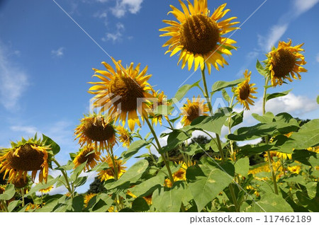 A healthy sunflower 117462189