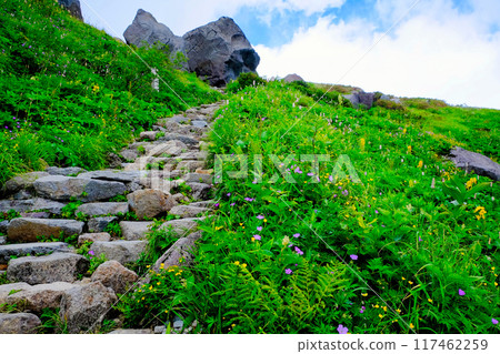 花朵盛開的薩博新道山路 花朵盛開的薩博新道山路 117462259