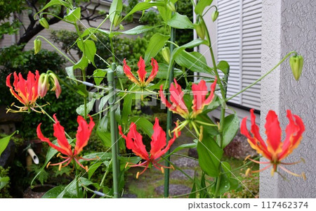 Blooming gloriosa, a fiery red flower Blooming gloriosa, a fiery red flower 117462374