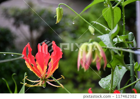 盛開的嘉蘭,火紅的花朵 盛開的嘉蘭,火紅的花朵 117462382
