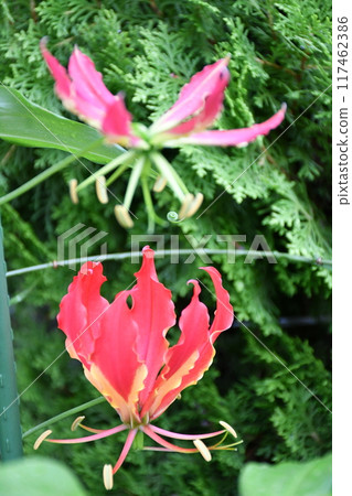 Blooming gloriosa, a fiery red flower Blooming gloriosa, a fiery red flower 117462386