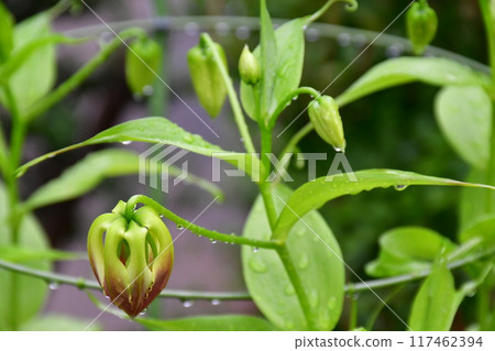 Blooming gloriosa, a fiery red flower Blooming gloriosa, a fiery red flower 117462394