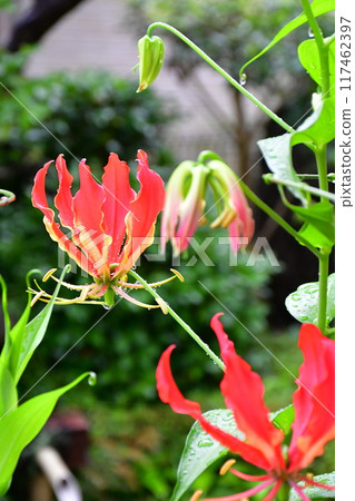 盛開的嘉蘭,火紅的花朵 盛開的嘉蘭,火紅的花朵 117462397