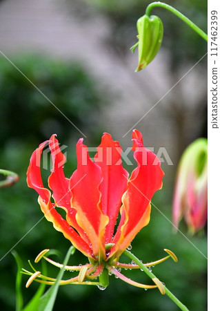 盛開的嘉蘭，火紅的花朵 117462399