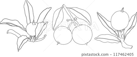 Chiku elements. Sapodilla naseberry pouteria line fruits. 117462405