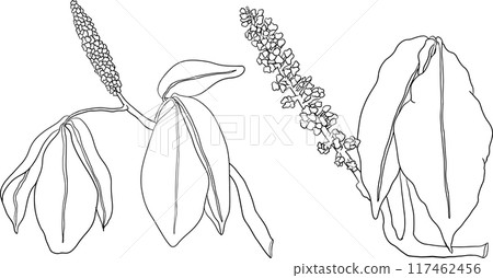 Guarana fruits. Superfood ingredient for energy drink. Guarana fruits. Superfood ingredient for energy drink. 117462456