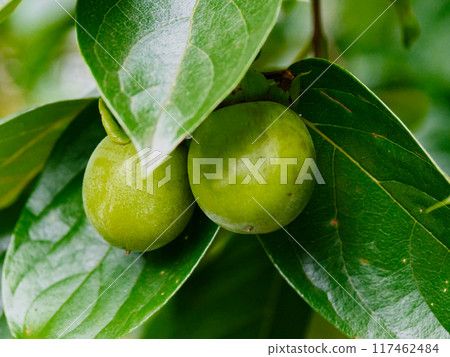 Immature fruit of the persimmon tree of the Ebenaceae family 117462484